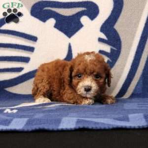 Jolene, Toy Poodle Puppy